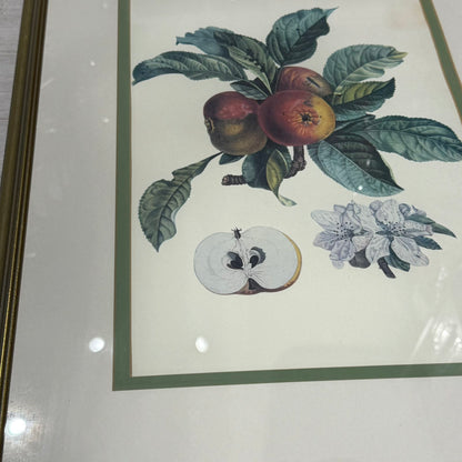 Κορνιζαρισμένη Βοτανική Εκτύπωση Μήλου (Malus) – Διακοσμητικός Πίνακας