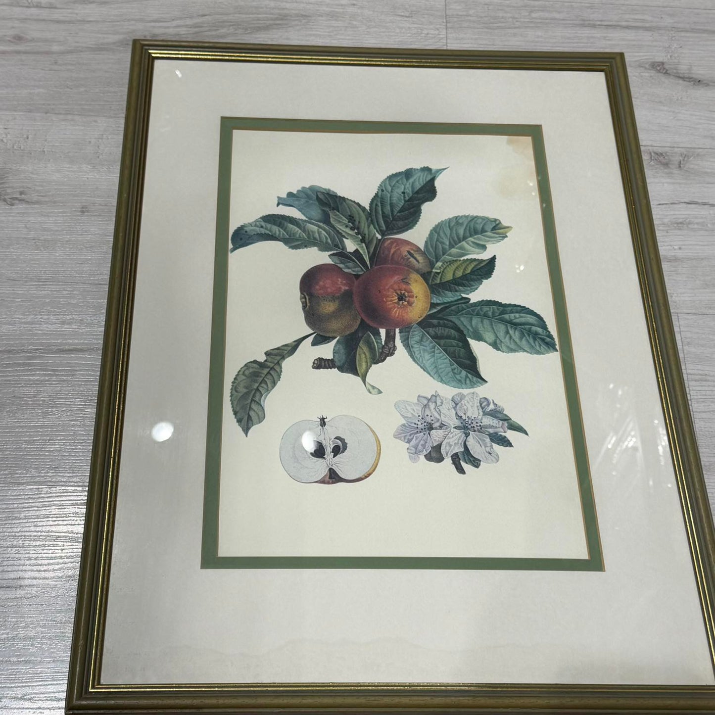 Κορνιζαρισμένη Βοτανική Εκτύπωση Μήλου (Malus) – Διακοσμητικός Πίνακας